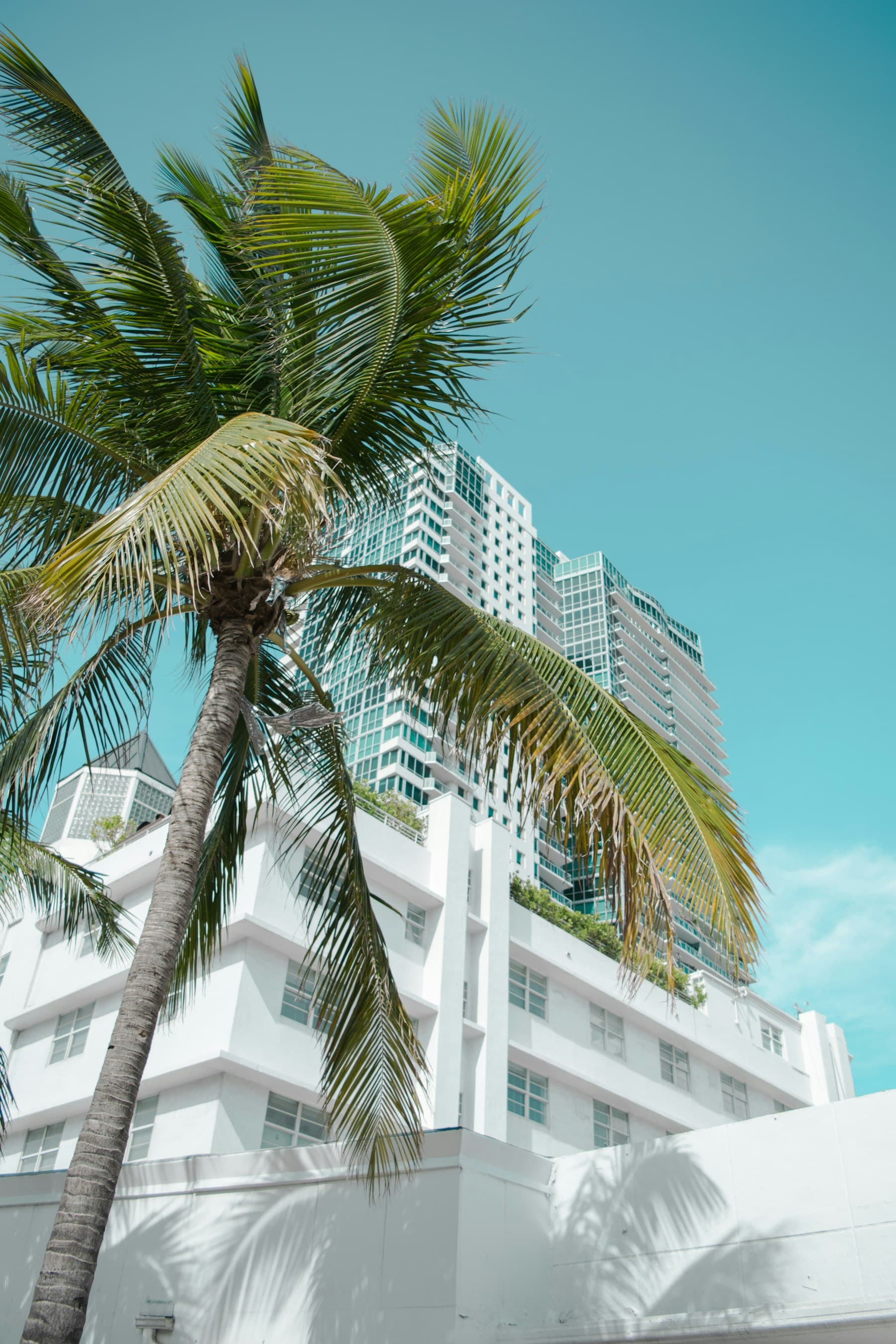 White condo towers rising behind a palm tree under a clear coastal sky